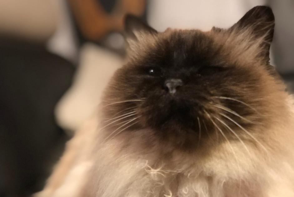 Alerte Disparition Chat  Femelle , 10 ans Le Grau-du-Roi France