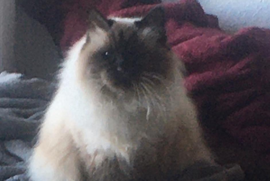 Alerte Disparition Chat  Femelle , 10 ans Le Grau-du-Roi France
