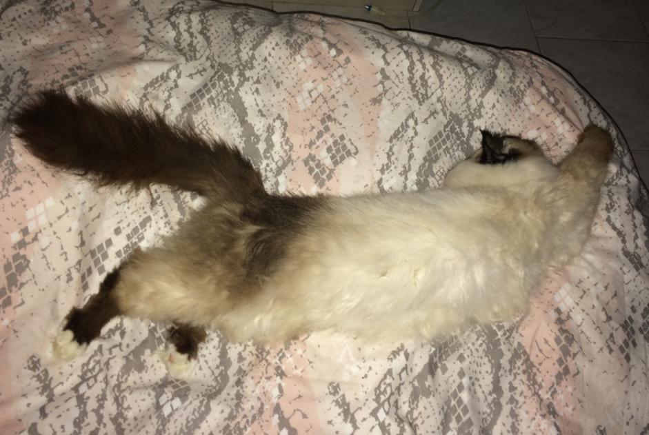 Alerte Disparition Chat  Femelle , 10 ans Le Grau-du-Roi France