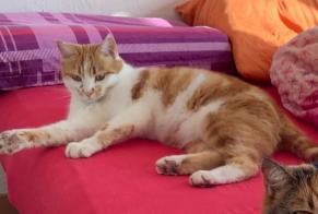 Alerte Disparition Chat  Mâle , 6 ans La Chaux-de-Fonds Suisse