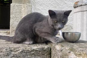 Alerte Découverte Chat Mâle Lucens Suisse