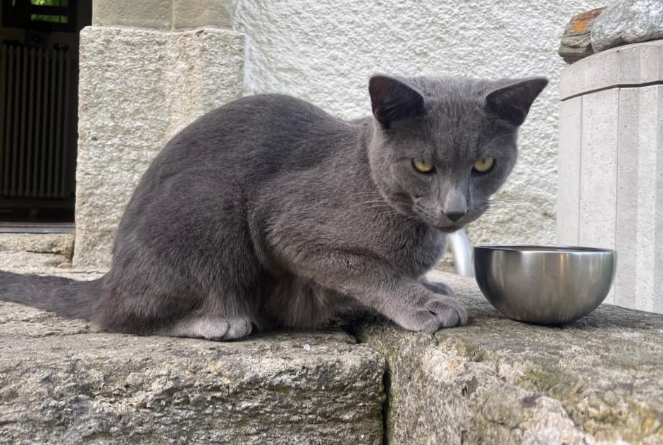 Alerte Découverte Chat Mâle Lucens Suisse
