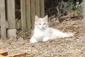 Alerte Découverte Chat   Inconnu Varrains France