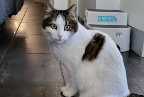 Alerte Disparition Chat Femelle , 7 ans Vétroz Suisse
