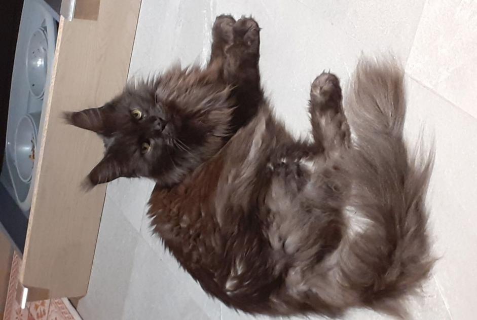 Alerte Disparition Chat  Mâle , 7 ans Croismare France