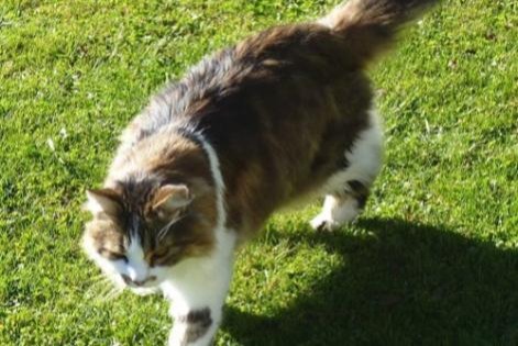 Avviso scomparsa Gatto incrocio di razze  Maschio , 20 anni Les Fontenelles Francia