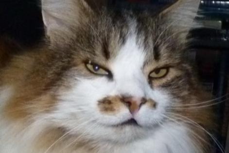 Avviso scomparsa Gatto incrocio di razze  Maschio , 20 anni Les Fontenelles Francia