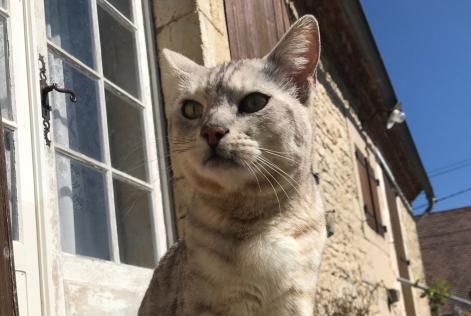 Avviso scomparsa Gatto  Maschio , 10 anni Coulaures Francia