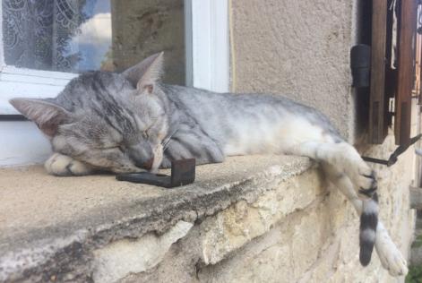 Avviso scomparsa Gatto  Maschio , 10 anni Coulaures Francia