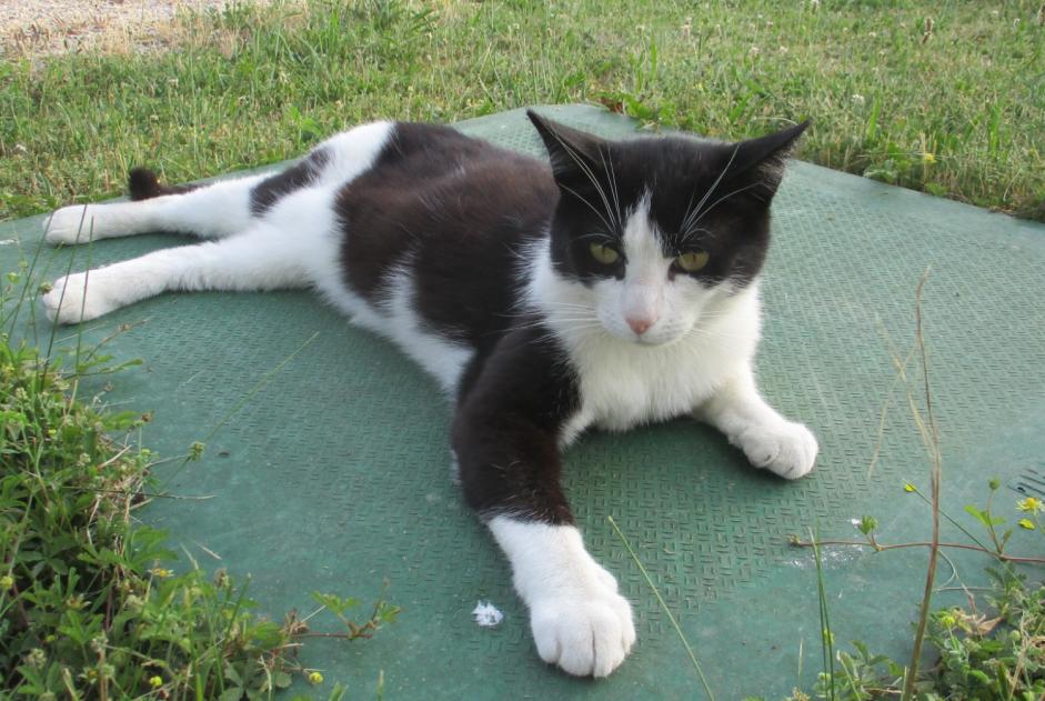 Avviso scomparsa Gatto  Maschio , 8 anni La Chapelle Francia