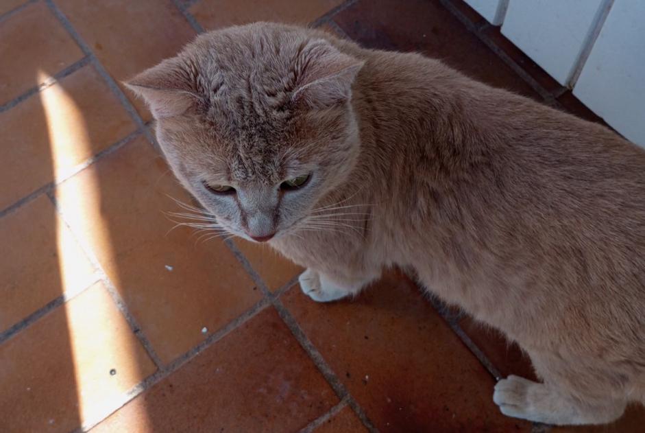Avviso scomparsa Gatto incrocio di razze  Maschio , 2 anni Le Cannet-des-Maures Francia