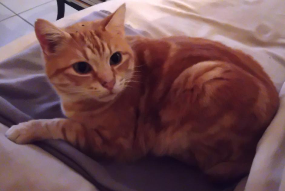 Avviso scomparsa Gatto incrocio di razze  Maschio , 12 anni Labastide-Marnhac Francia
