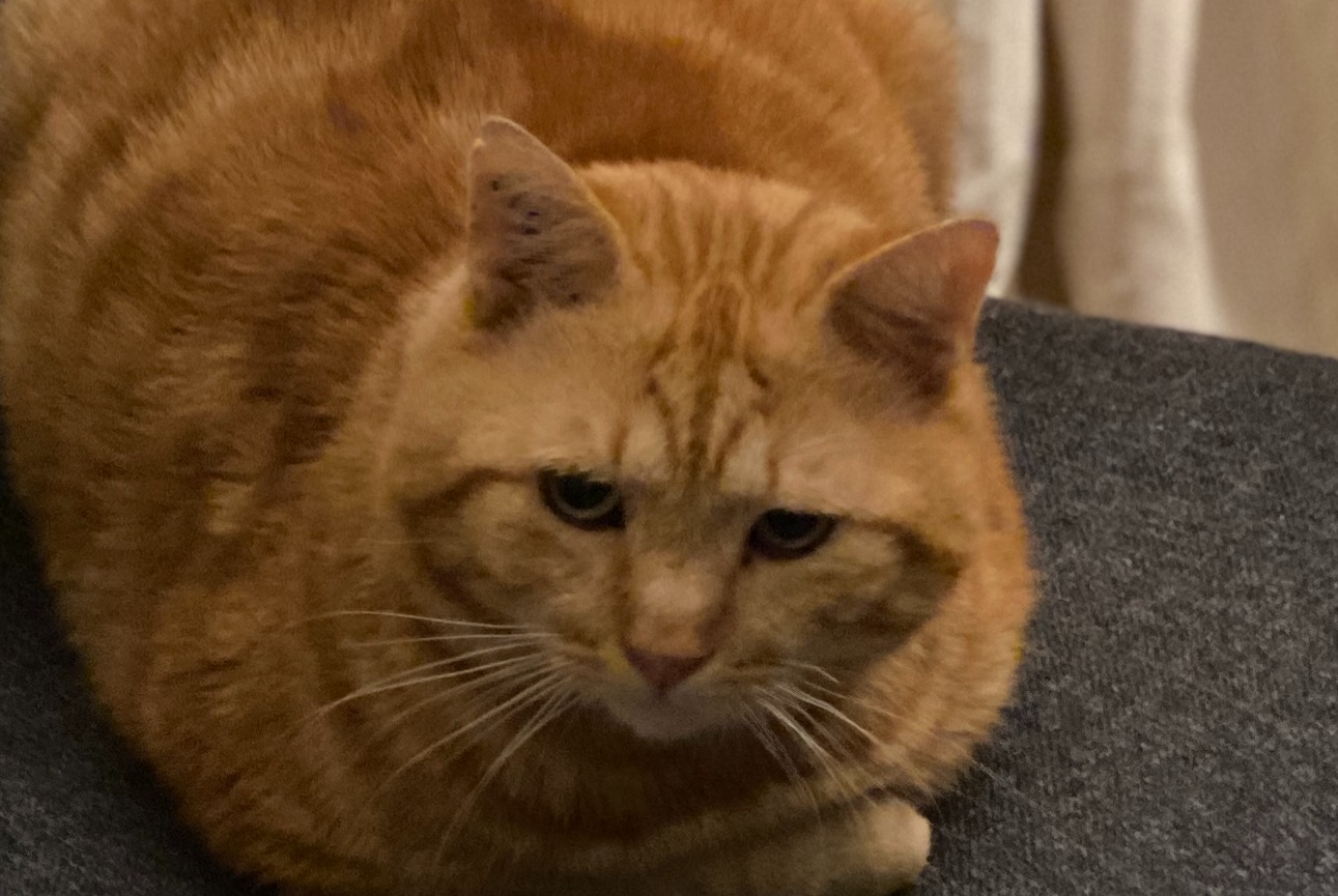 Avviso scomparsa Gatto Maschio , 2 anni Cestas Francia