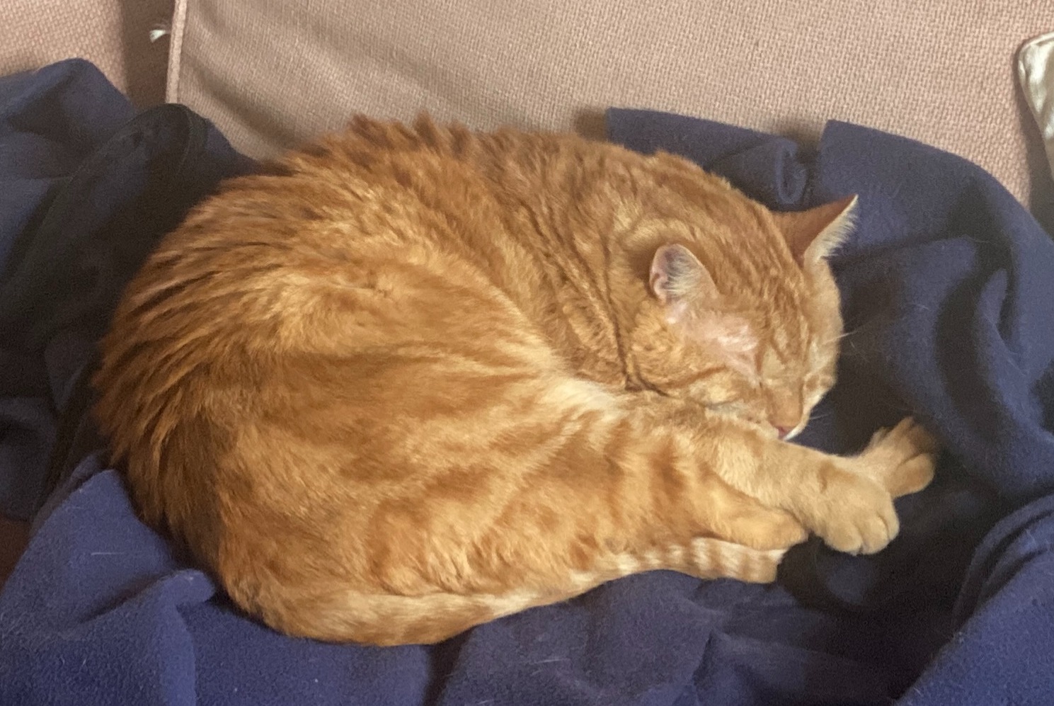 Avviso scomparsa Gatto Maschio , 2 anni Cestas Francia