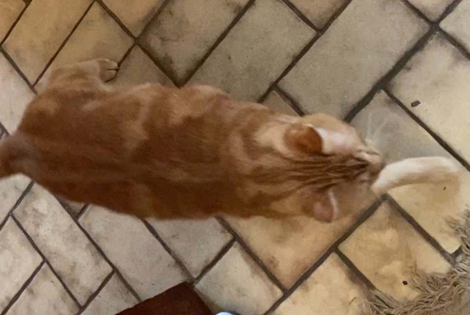 Avviso scomparsa Gatto Maschio , 2 anni Cestas Francia
