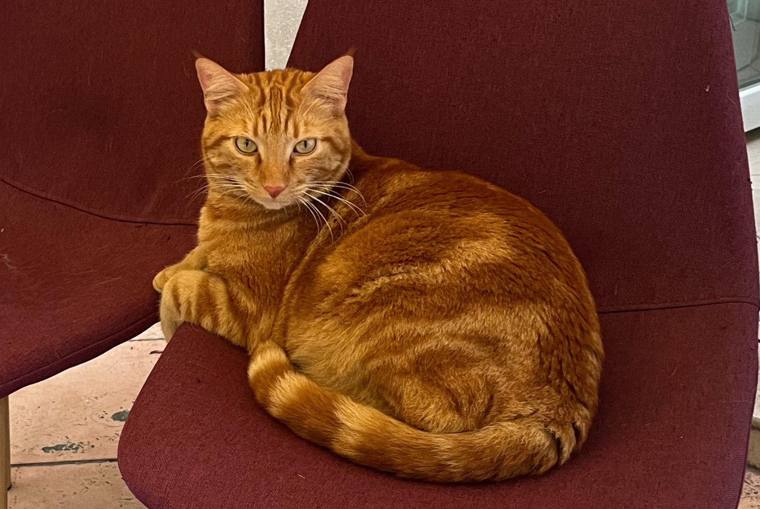 Avviso scomparsa Gatto  Maschio , 6 anni Reims Francia