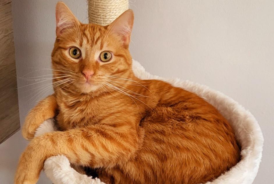 Avviso scomparsa Gatto  Maschio , 1 anni Luc-la-Primaube Francia