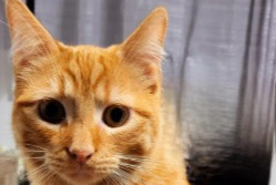 Avviso scomparsa Gatto  Maschio , 1 anni Luc-la-Primaube Francia