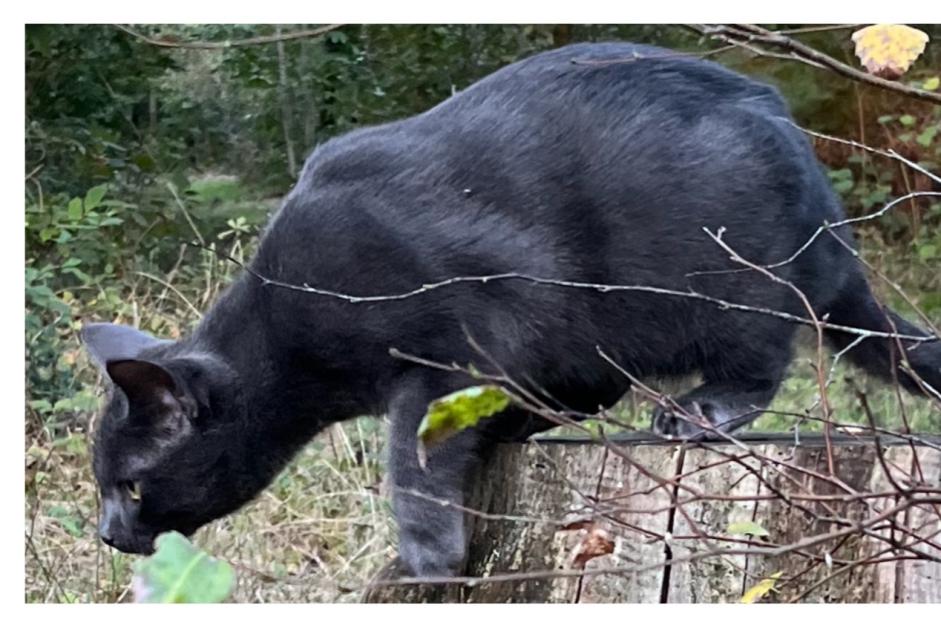 Avviso scomparsa Gatto  Maschio , 1 anni Le Chesnay-Rocquencourt Francia