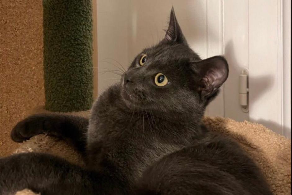 Avviso scomparsa Gatto  Maschio , 1 anni Le Chesnay-Rocquencourt Francia