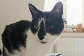 Avviso scomparsa Gatto incrocio di razze  Maschio , 15 anni Hem Francia