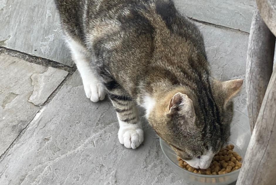 Avviso Ritrovamento Gatto Maschio Ciboure Francia