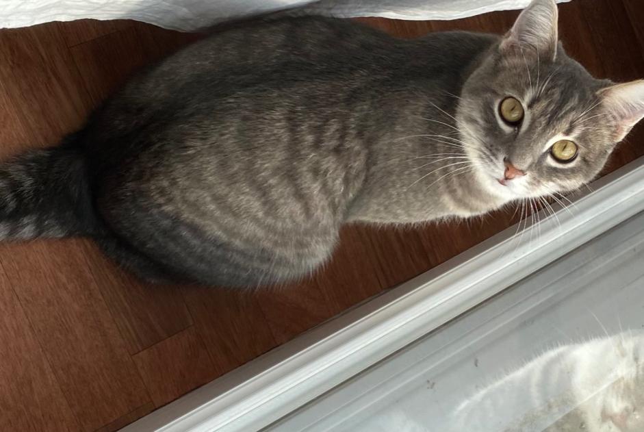 Avviso scomparsa Gatto Maschio , 4 anni Berru Francia