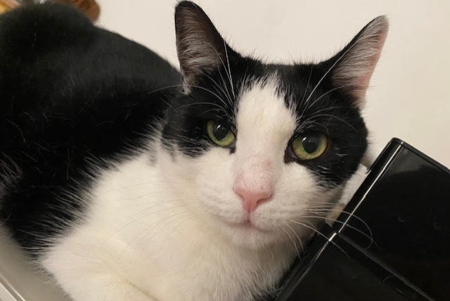 Avviso scomparsa Gatto Maschio , 5 anni Massy Francia