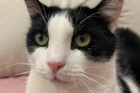 Avviso scomparsa Gatto Maschio , 5 anni Massy Francia
