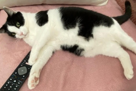 Avviso scomparsa Gatto Maschio , 5 anni Massy Francia