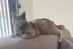 Avviso scomparsa Gatto Maschio , 2 anni Albertville Francia