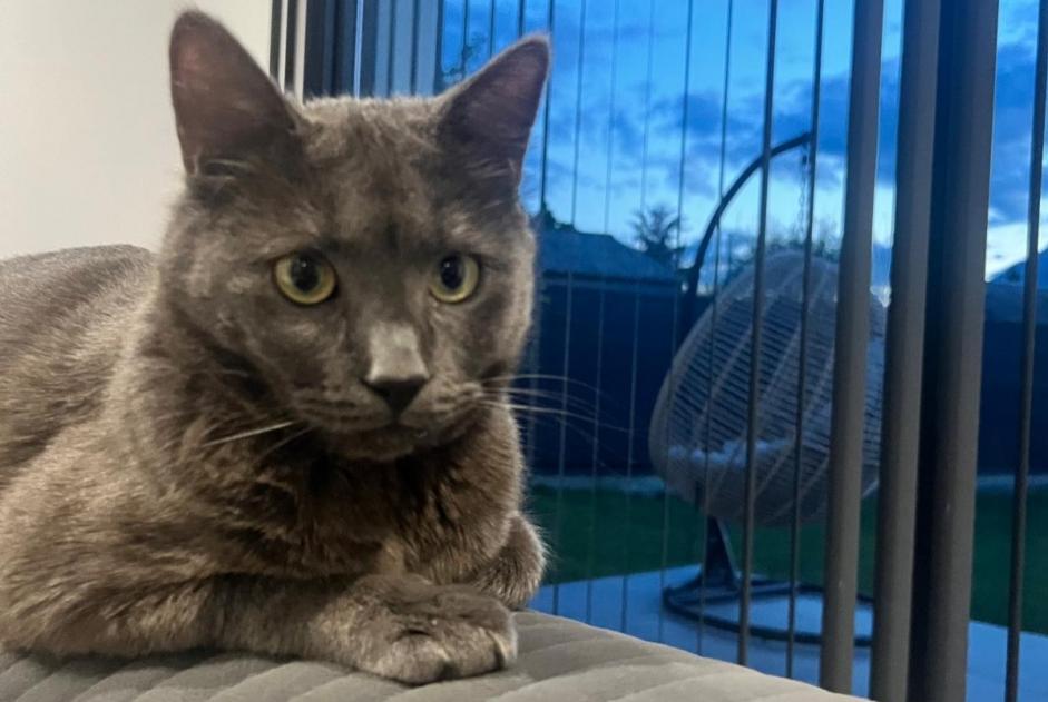 Avviso scomparsa Gatto Maschio , 2 anni Albertville Francia
