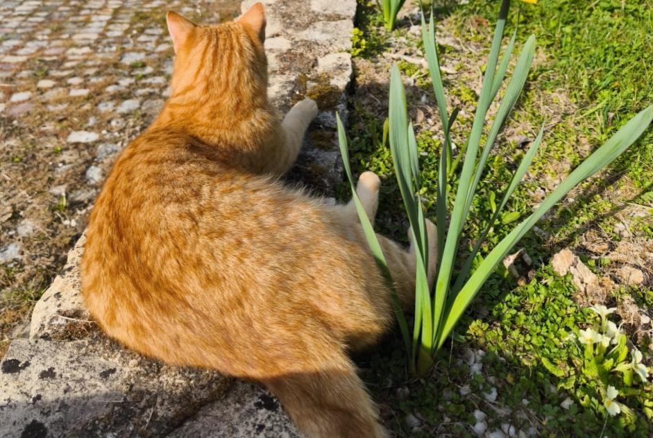 Avviso scomparsa Gatto Maschio , 3 anni Cudot Francia