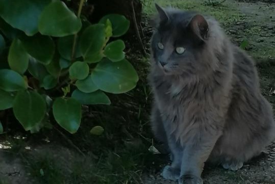 Avviso scomparsa Gatto incrocio di razze  Femmina , 1 anni Brest Francia
