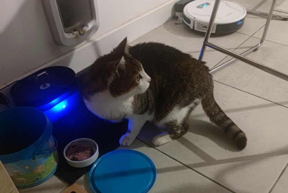 Avviso scomparsa Gatto  Maschio , 9 anni Vernet Francia