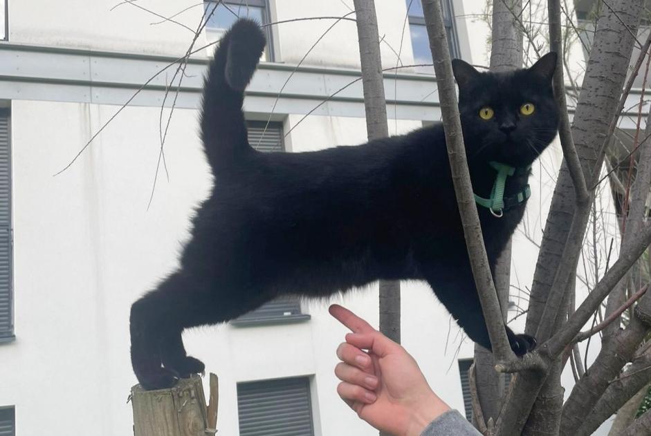Avviso scomparsa Gatto Femmina , 3 anni Rieumes Francia