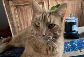 Avviso scomparsa Gatto Maschio , 2 anni Épaney Francia