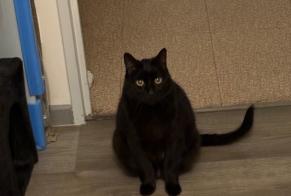 Avviso scomparsa Gatto Maschio , 12 anni Lyon Francia