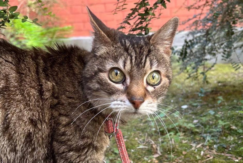 Avviso scomparsa Gatto Femmina , 16 anni Lille Francia