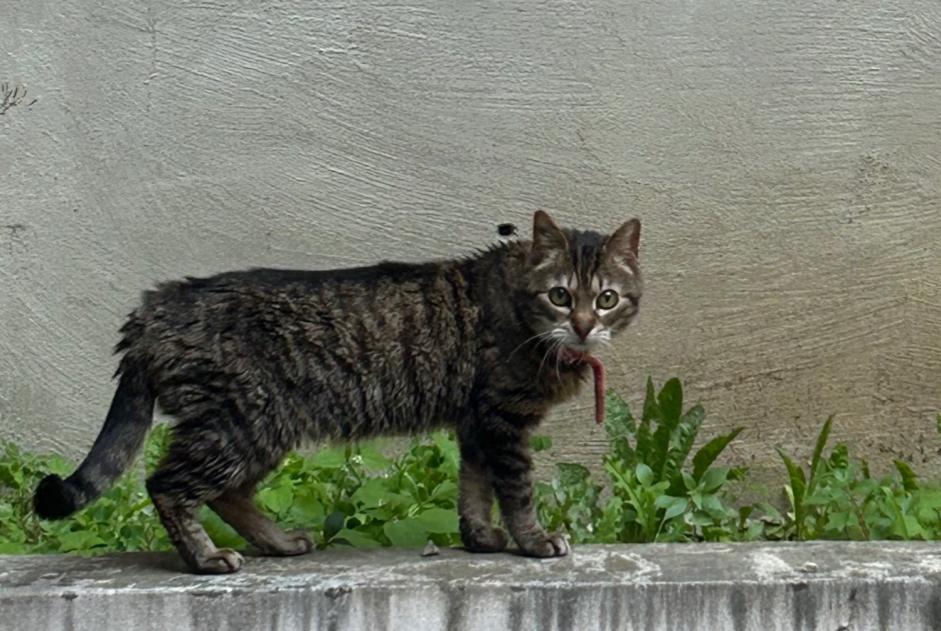 Avviso scomparsa Gatto Femmina , 16 anni Lille Francia