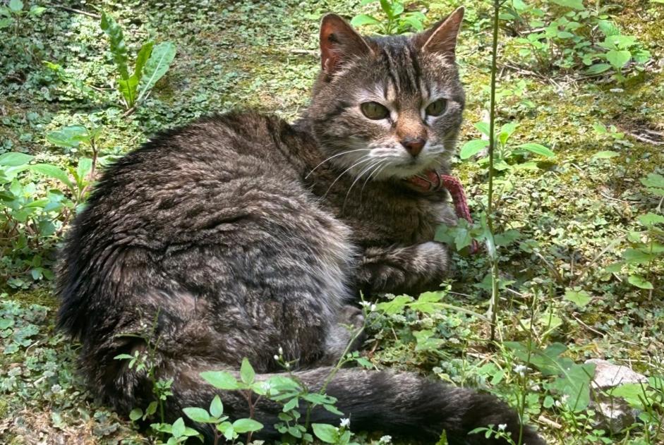 Avviso scomparsa Gatto Femmina , 16 anni Lille Francia
