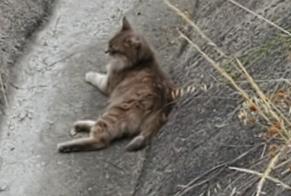 Avviso Ritrovamento Gatto Non conosciuta Linars Francia