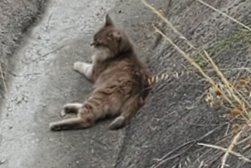 Avviso Ritrovamento Gatto Non conosciuta Linars Francia