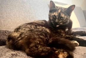 Avviso scomparsa Gatto  Femmina , 3 anni Le Coudray Francia