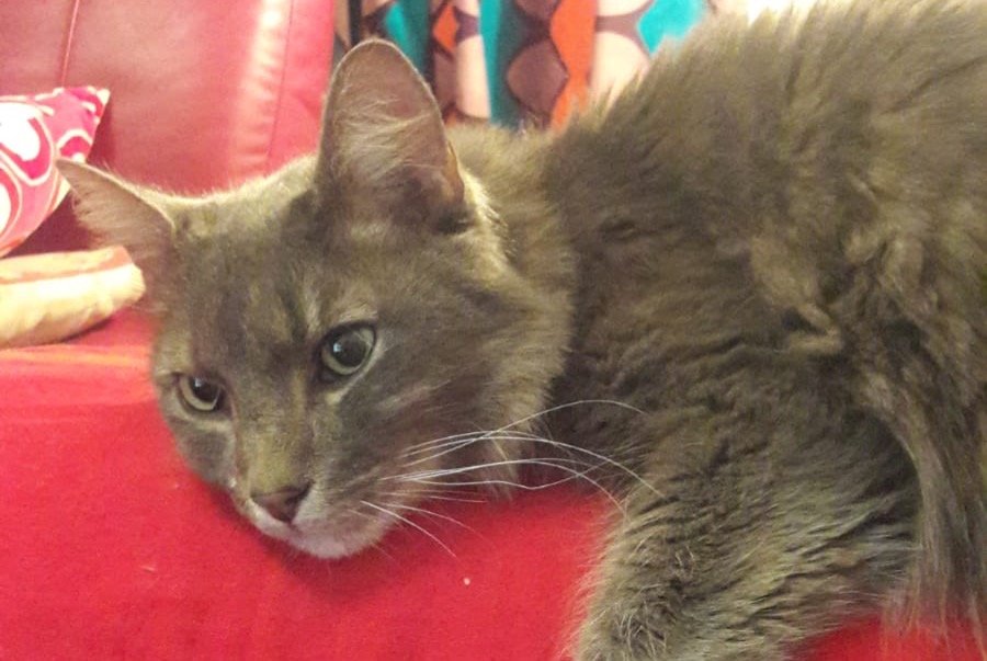 Avviso scomparsa Gatto incrocio di razze  Maschio , 15 anni Trédarzec Francia