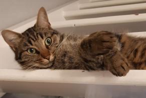 Avviso scomparsa Gatto Maschio , 5 anni Othis Francia