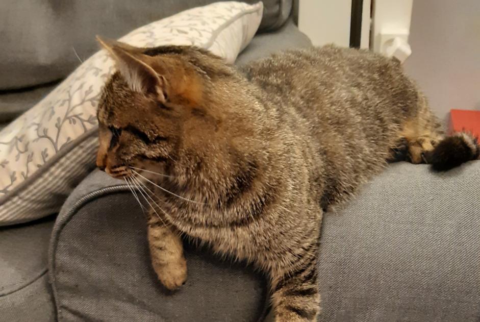 Avviso scomparsa Gatto Maschio , 5 anni Othis Francia