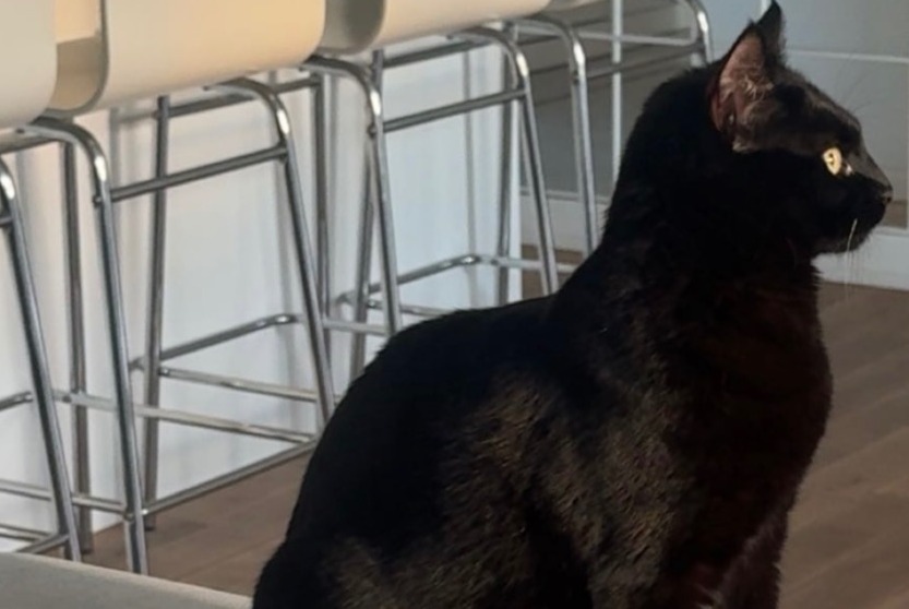 Avviso scomparsa Gatto Femmina , 1 anni Martigues Francia