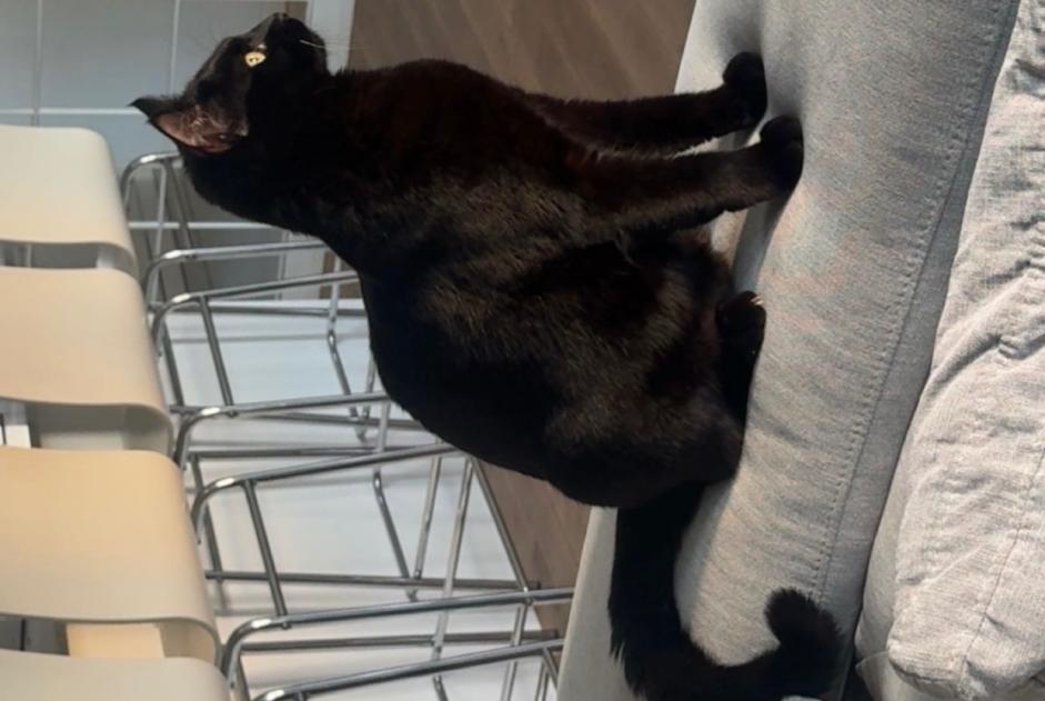 Avviso scomparsa Gatto Femmina , 1 anni Martigues Francia