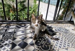 Avviso scomparsa Gatto incrocio di razze  Femmina , 5 anni Noisy-le-Sec Francia